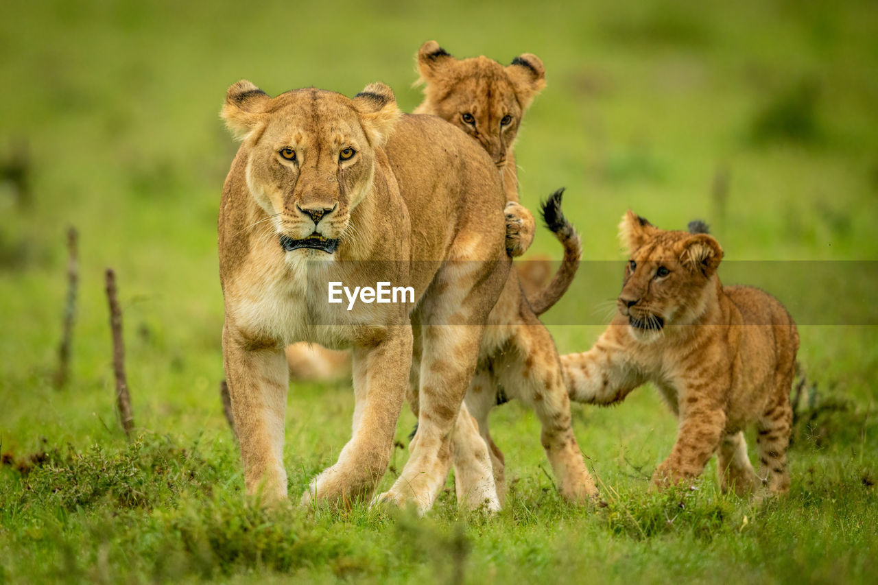 Two cubs play with lioness in grass