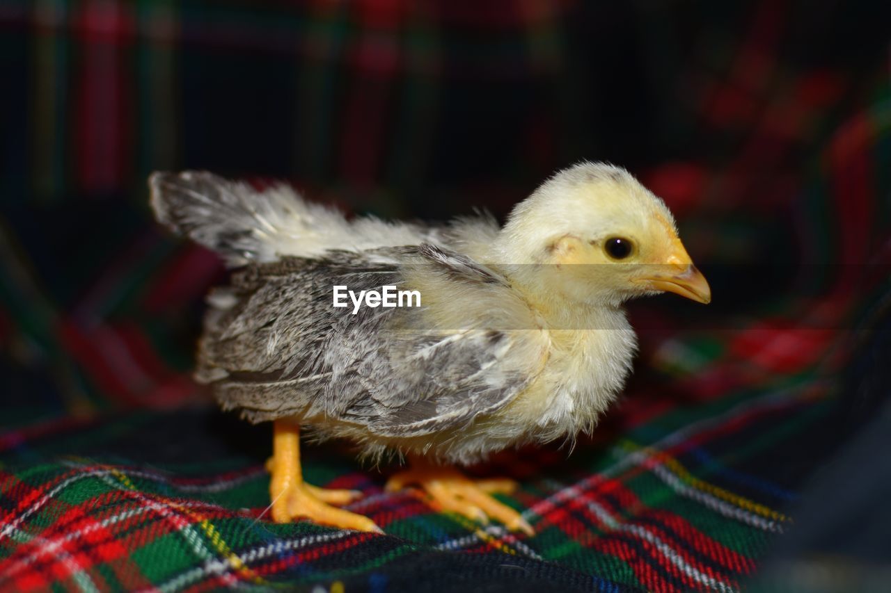 Close up of baby chicken