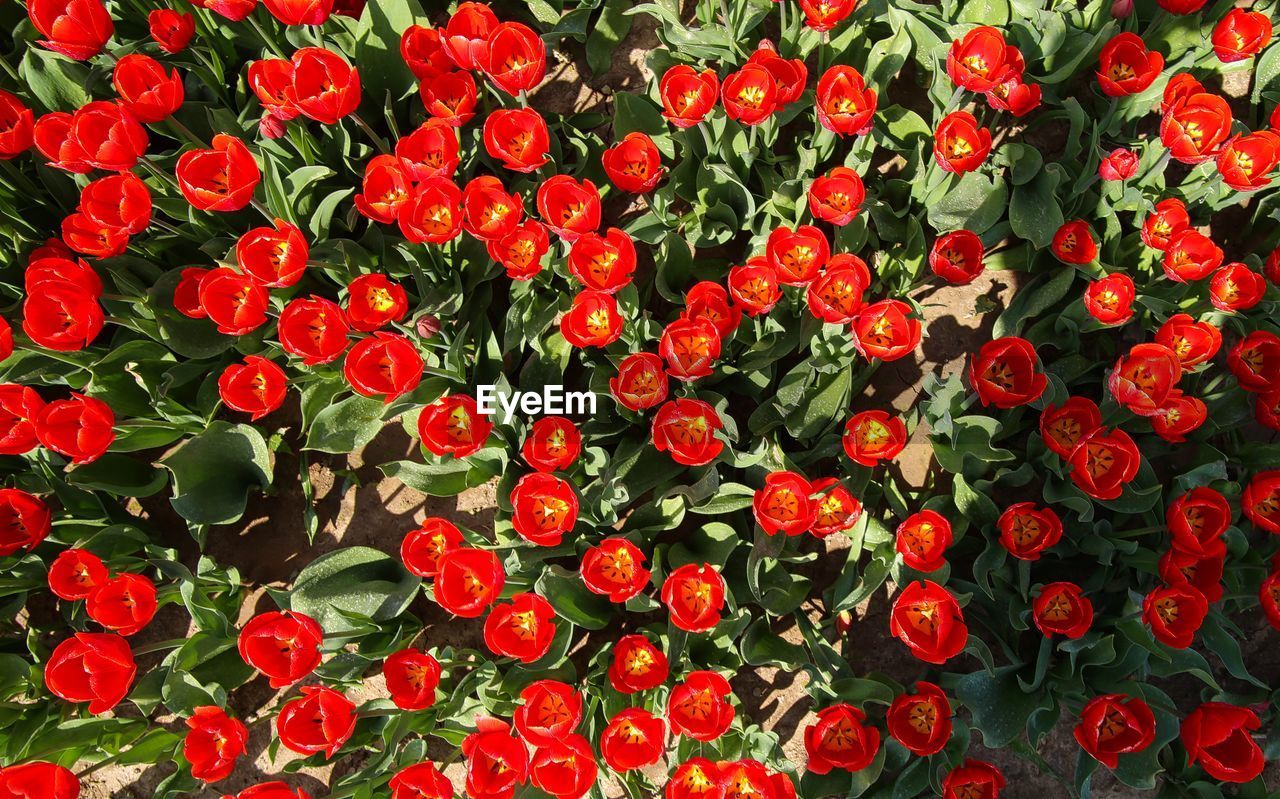 CLOSE-UP OF RED FLOWERING PLANT