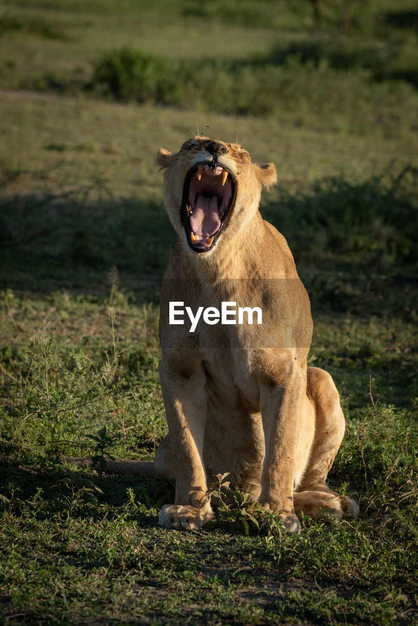 Lioness sits on short grass yawning widely