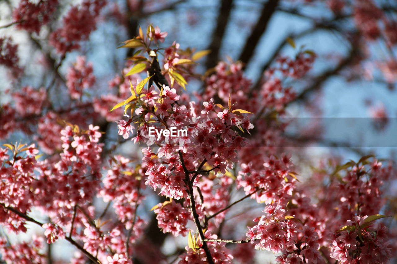 plant, tree, flower, beauty in nature, flowering plant, blossom, growth, branch, spring, nature, fragility, freshness, springtime, no people, day, leaf, produce, pink, focus on foreground, close-up, outdoors, cherry blossom, autumn, low angle view, sky, fruit, twig, selective focus, cherry tree, botany, tranquility, sunlight, food and drink, food