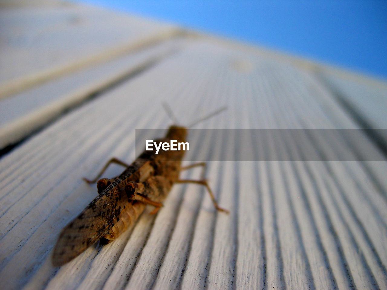 CLOSE-UP OF MOTH ON WOOD