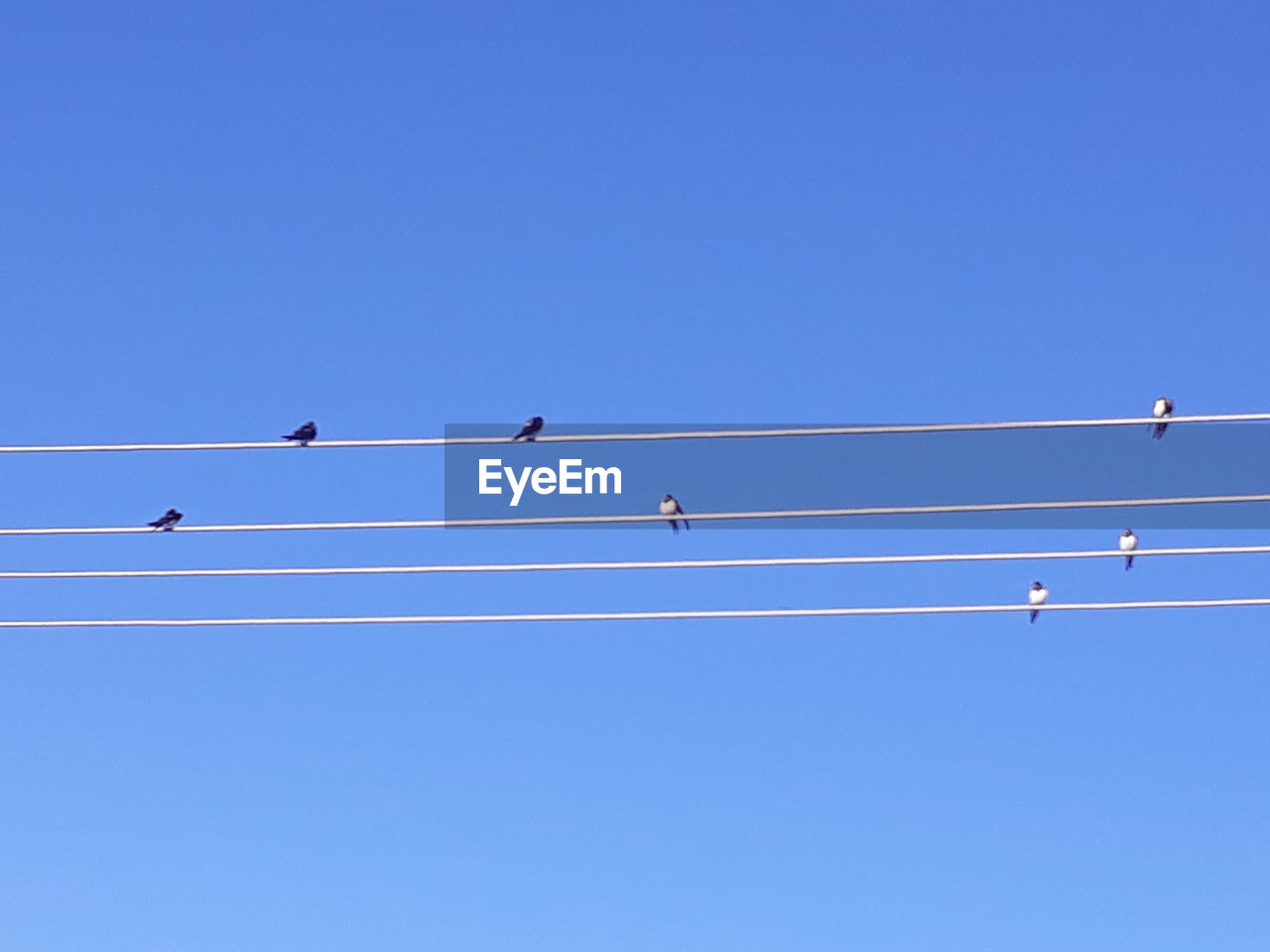 LOW ANGLE VIEW OF BIRDS PERCHING ON CABLE AGAINST SKY