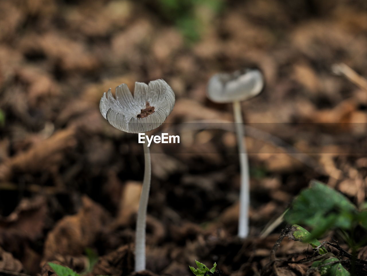 Close-up of mushrooms growing on field