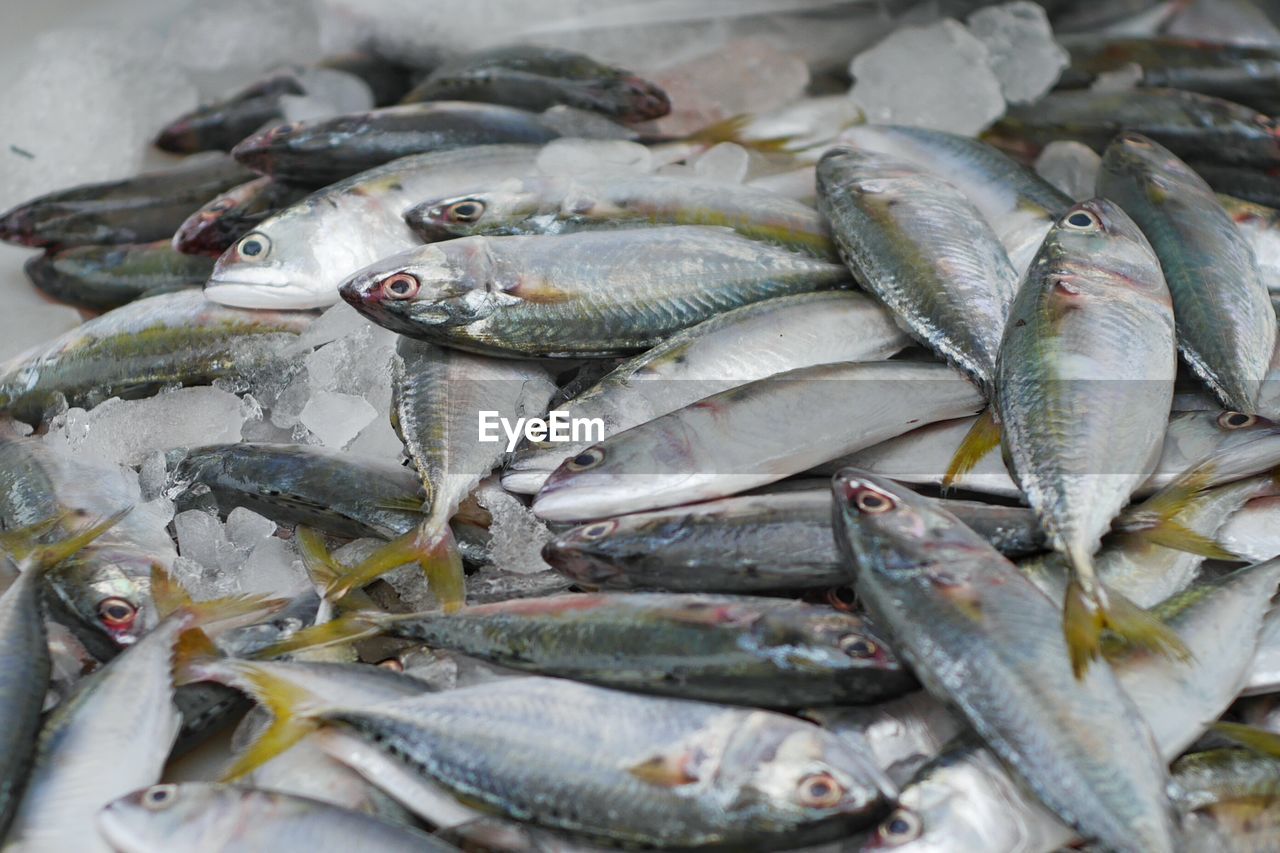 HIGH ANGLE VIEW OF FISH FOR SALE