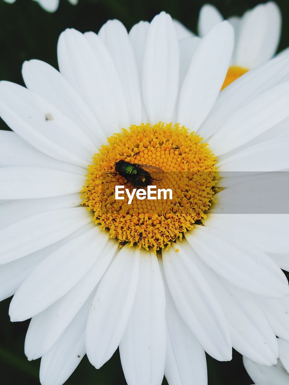 close-up of bee on flower