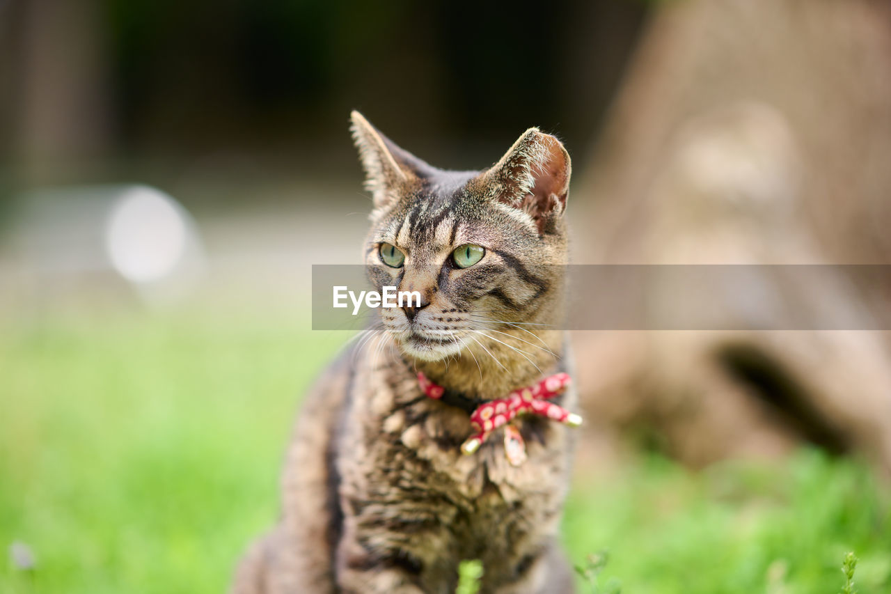 Tabby cat looking away