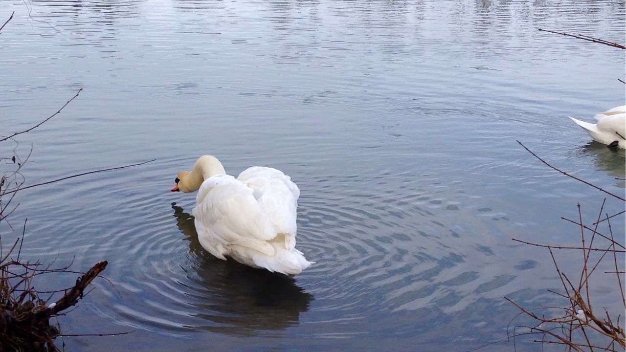 WHITE SWANS IN WATER