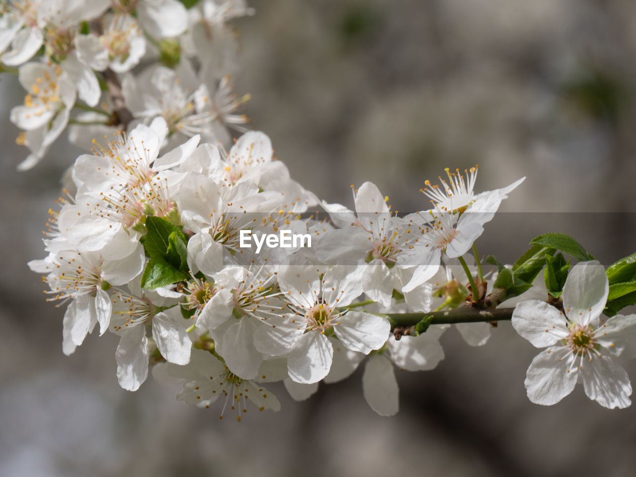 plant, flower, flowering plant, freshness, blossom, beauty in nature, springtime, tree, branch, fragility, produce, food, nature, growth, white, fruit, close-up, prunus spinosa, flower head, spring, cherry blossom, focus on foreground, inflorescence, macro photography, food and drink, no people, outdoors, botany, fruit tree, petal, twig, selective focus, pollen, almond, day, almond tree, apple tree, agriculture