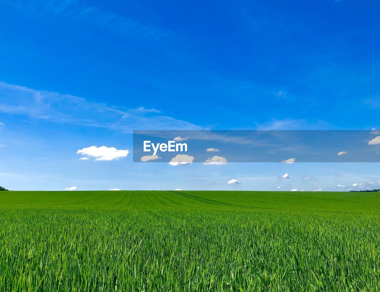 Scenic view of agricultural field against blue sky