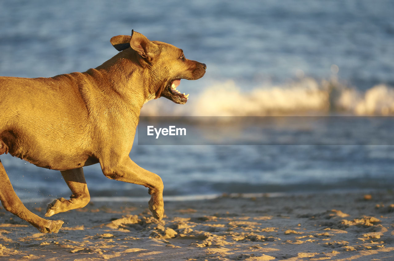 VIEW OF A DOG ON BEACH