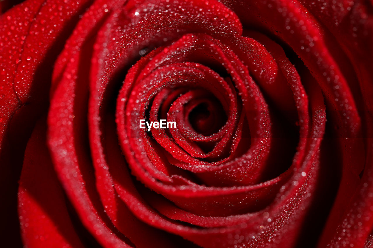 Romance red rose blooming flower for valentine lover