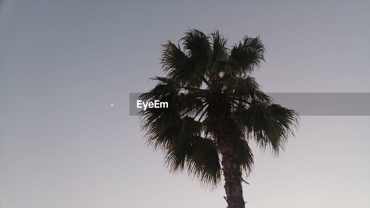 LOW ANGLE VIEW OF PALM TREE AGAINST SKY