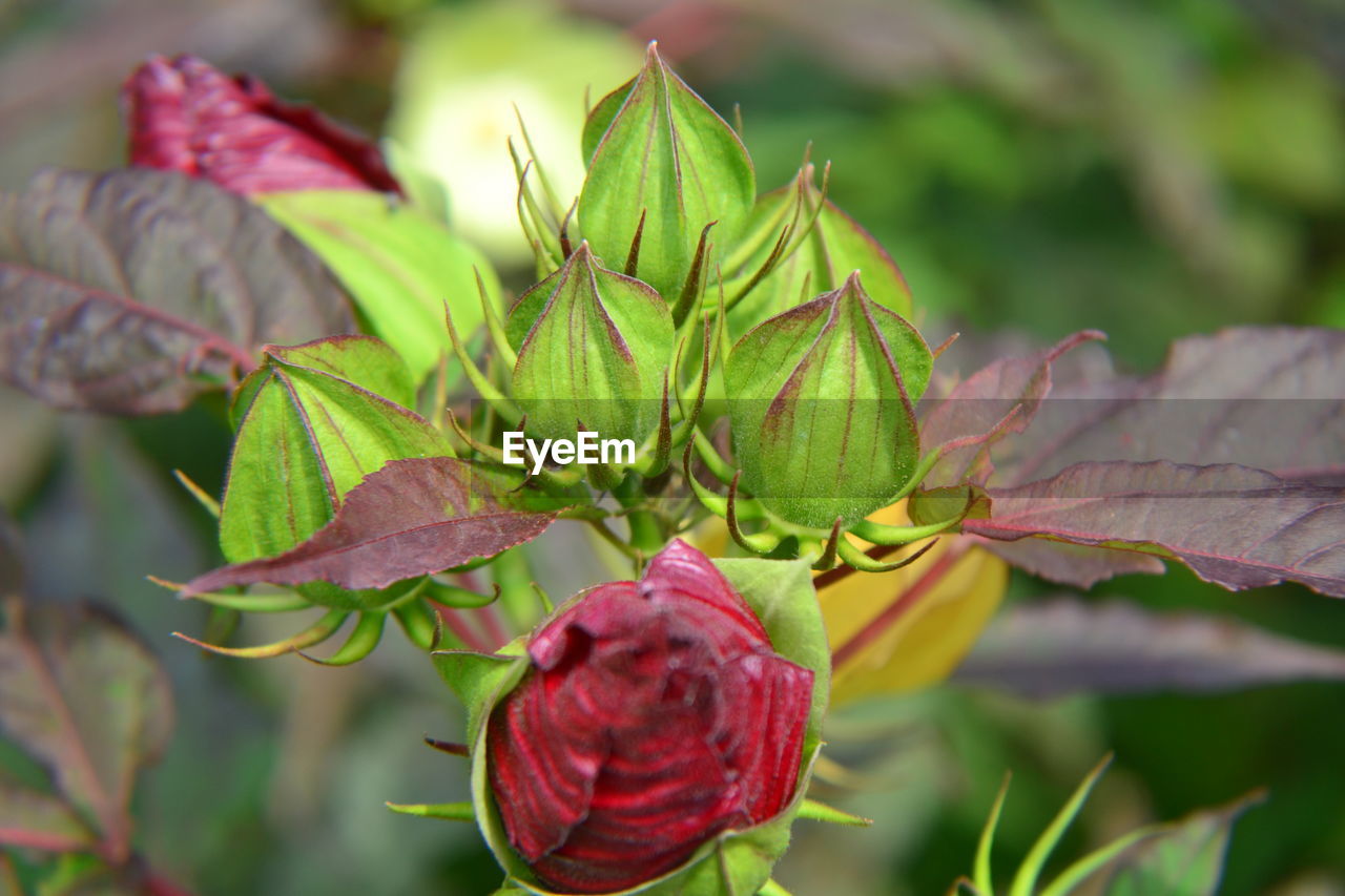 plant, plant part, leaf, flower, nature, beauty in nature, flowering plant, freshness, close-up, food and drink, food, no people, growth, red, blossom, green, outdoors, macro photography, healthy eating, fruit, focus on foreground, social issues, environment, bud, tree, rose, day, environmental conservation, multi colored