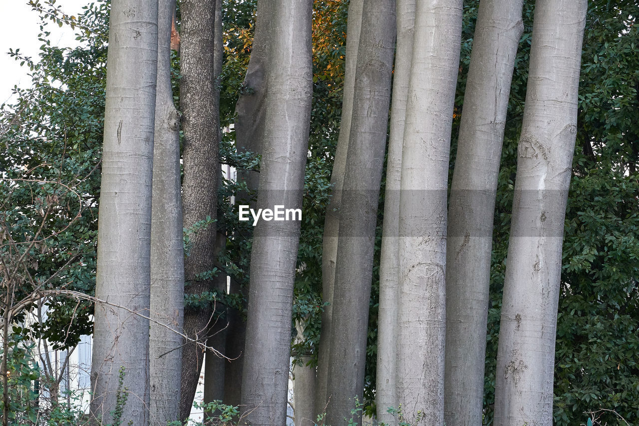 VIEW OF TREES ON FIELD