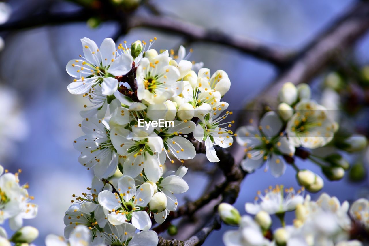 CLOSE-UP OF WHITE CHERRY BLOSSOMS