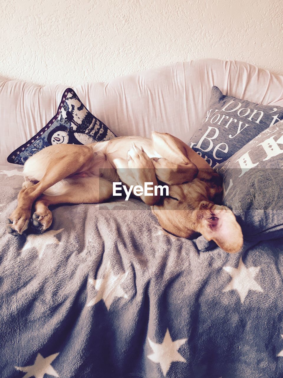 Lazy dog resting on sofa