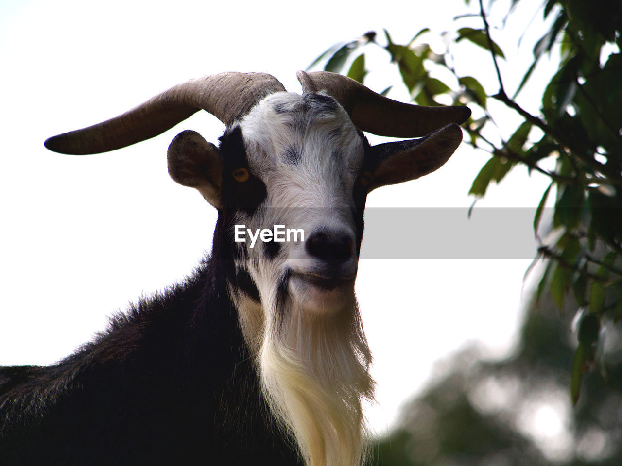 Portrait of a goat looking at camera