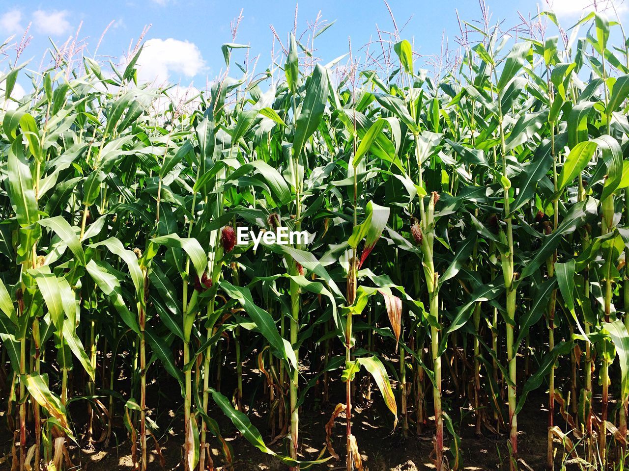 Crops growing at farm on sunny day