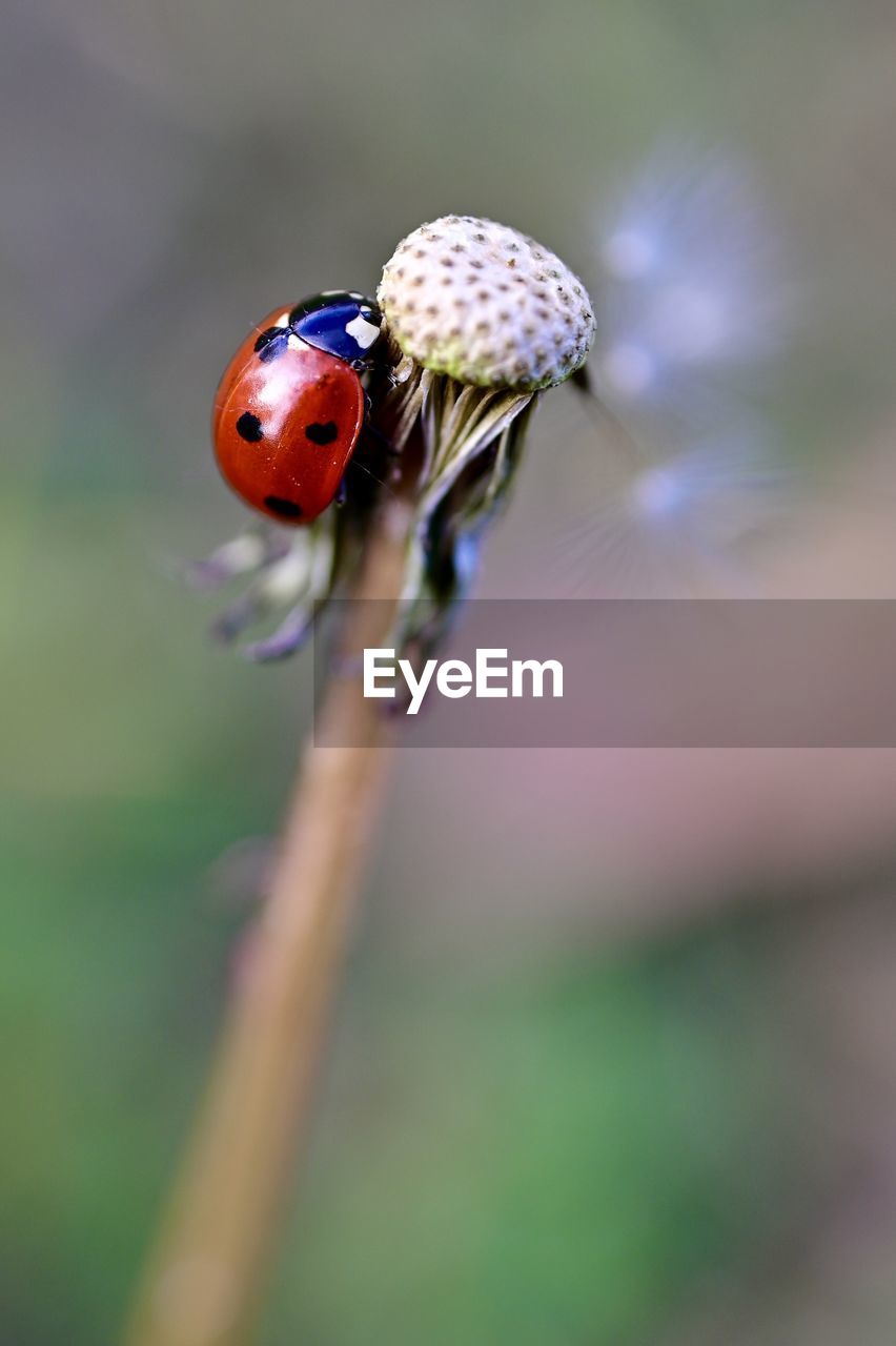 LADYBUG ON FLOWER