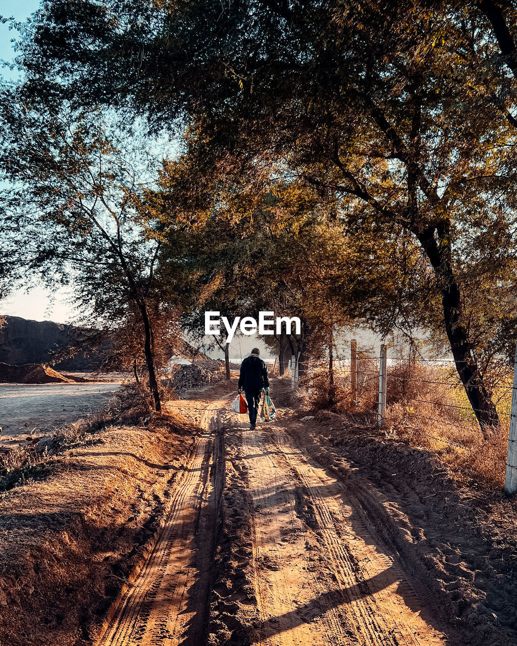 tree, plant, nature, autumn, rear view, walking, sunlight, shadow, full length, the way forward, lifestyles, men, leisure activity, morning, day, one person, leaf, transportation, land, outdoors, beauty in nature, footpath, adult, road, growth, winter, women, forest, sky, tranquility, scenics - nature, non-urban scene