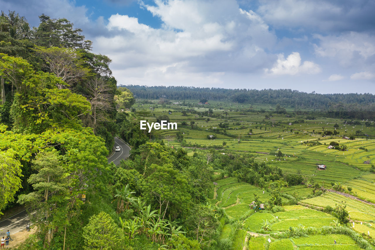 Scenic view of agricultural field against sky