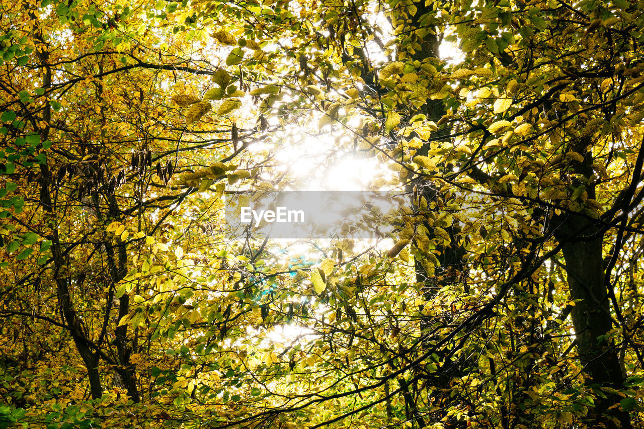 Sunlight streaming through trees at park