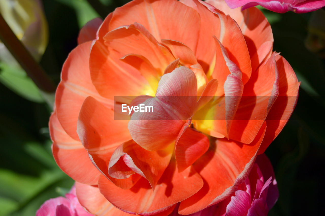 CLOSE-UP OF ORANGE TULIP