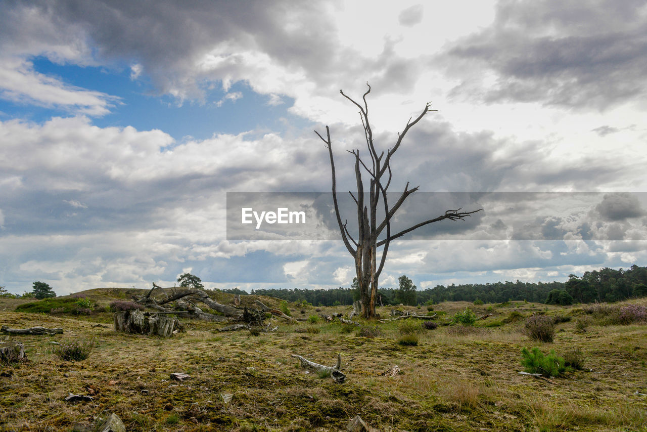 Bare tree on field against sky