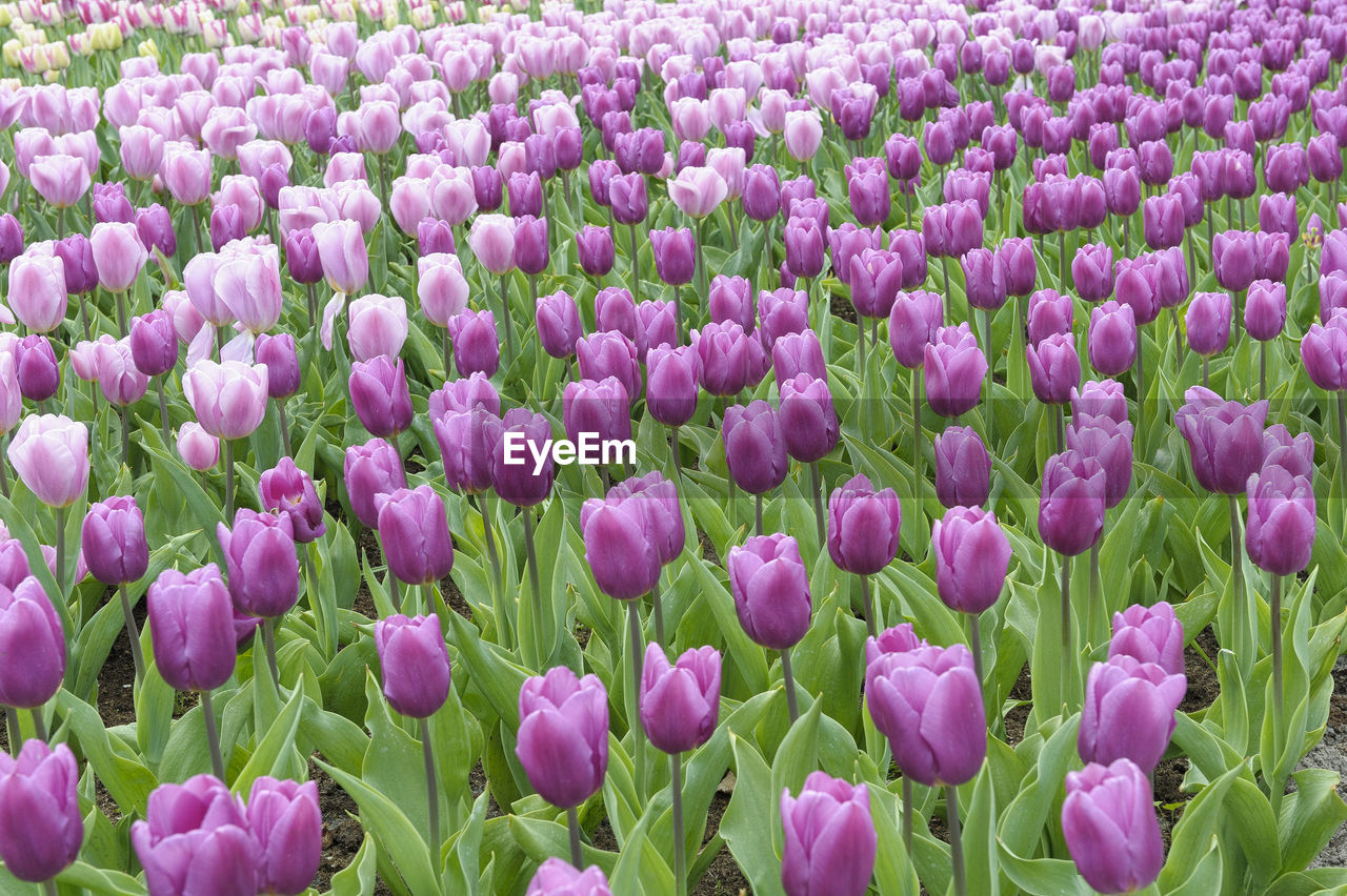 Close-up of pink tulip flowers in field