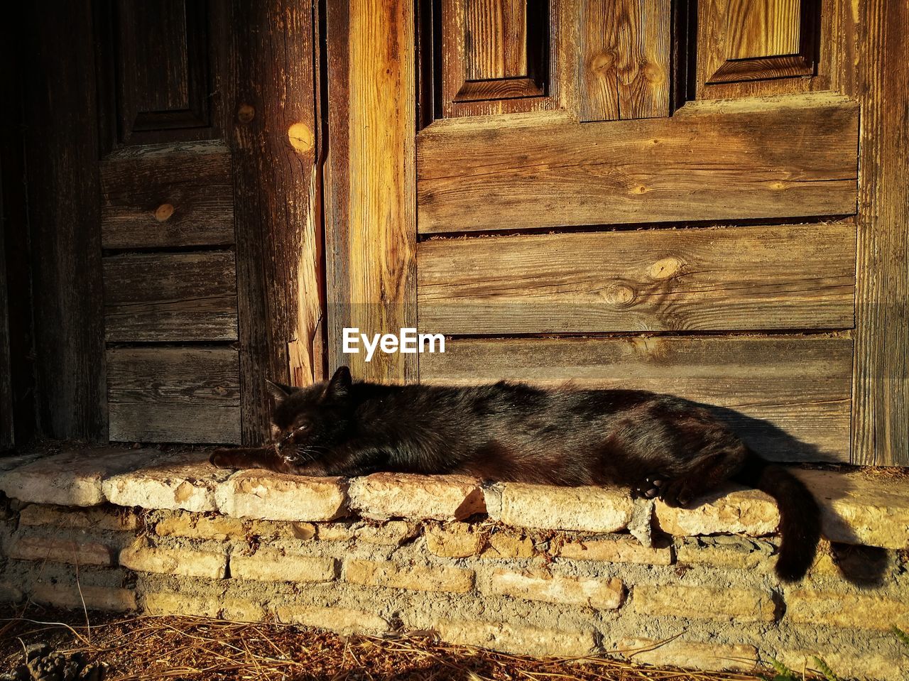 CAT SLEEPING IN DOOR