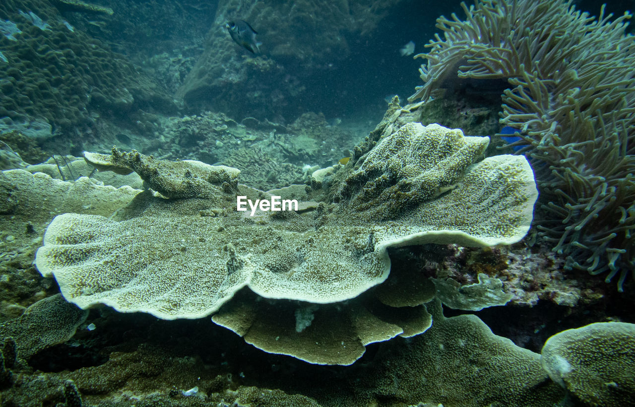 Close-up of coral in sea