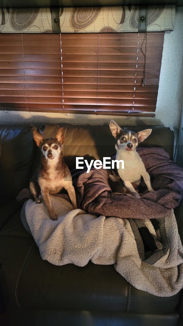 Two chihuahua dogs on sofa at home