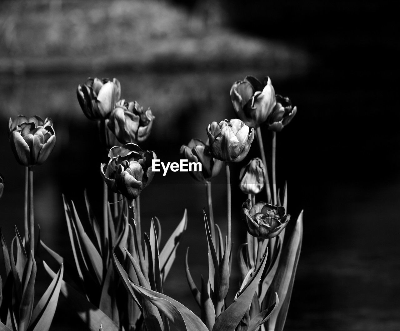 black and white, black, monochrome photography, monochrome, flower, flowering plant, darkness, plant, still life photography, close-up, no people, freshness, nature, macro photography, beauty in nature, focus on foreground, white, fragility, growth, flower head