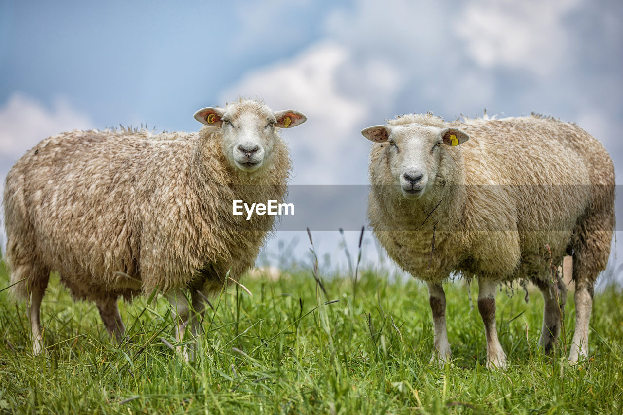 Portrait of sheep on grassy field