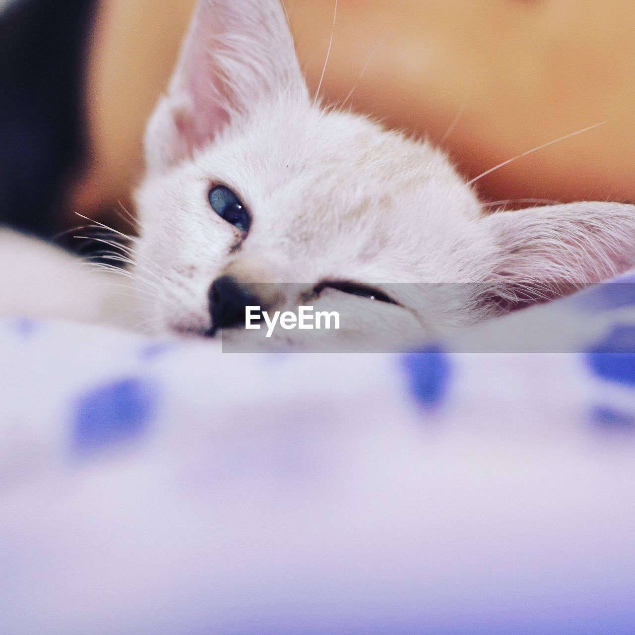 Close-up portrait of white kitten