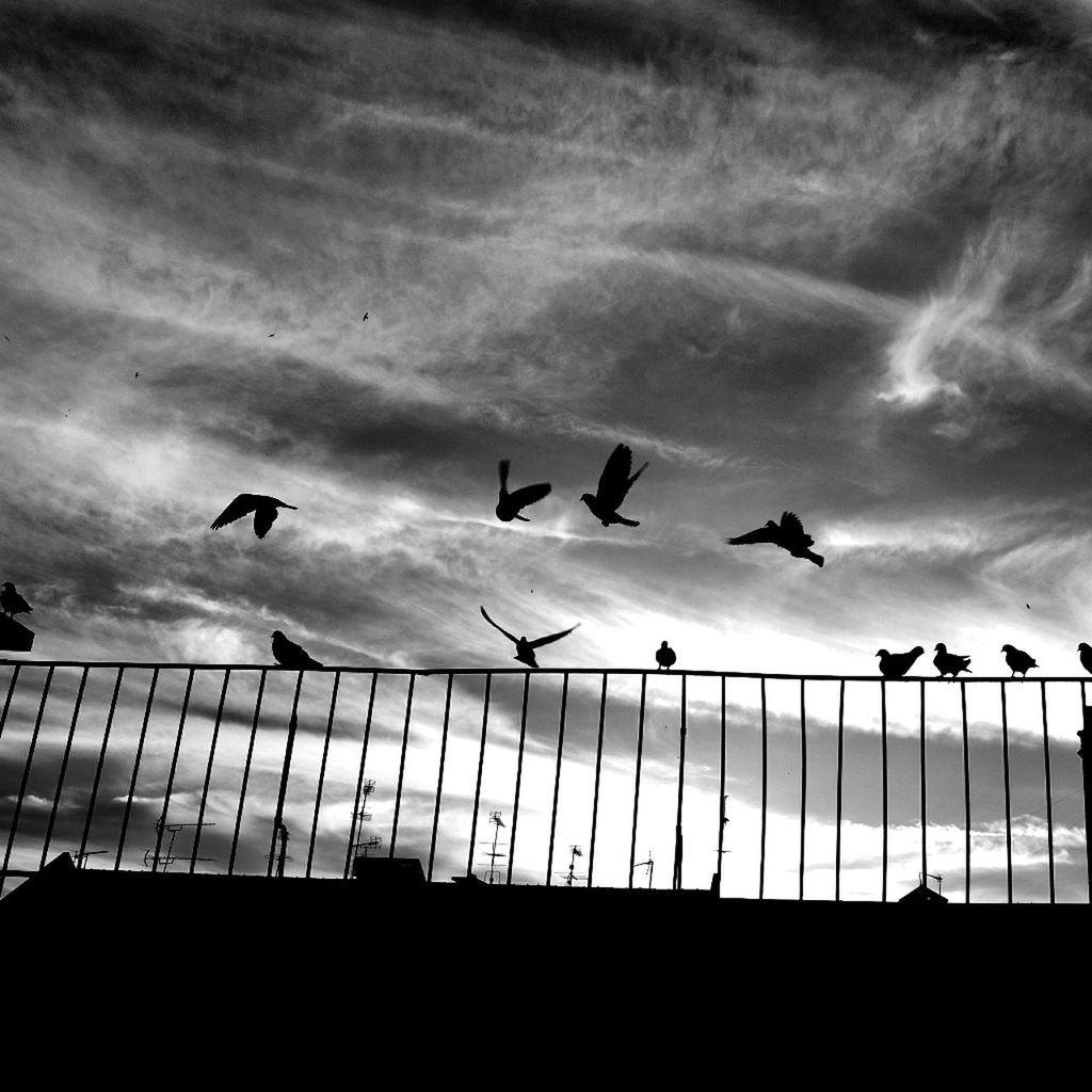 SILHOUETTE BIRDS FLYING AGAINST SKY