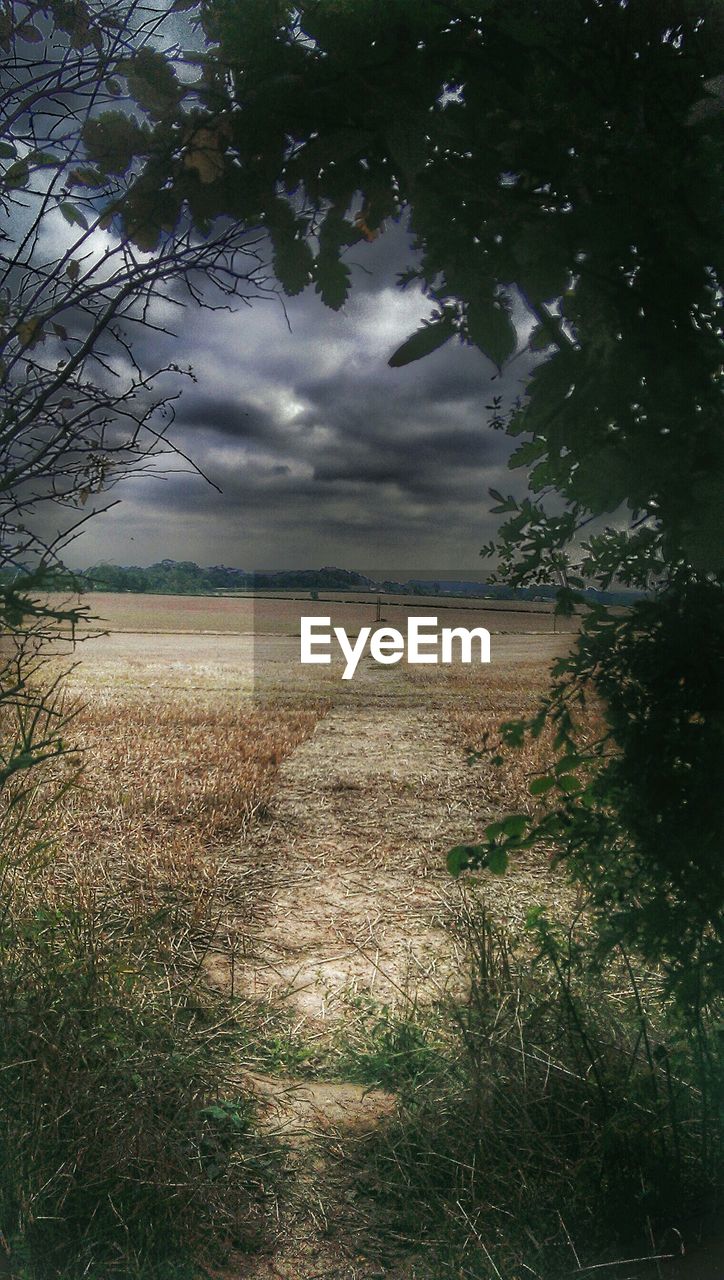 Field seen through trees at dusk