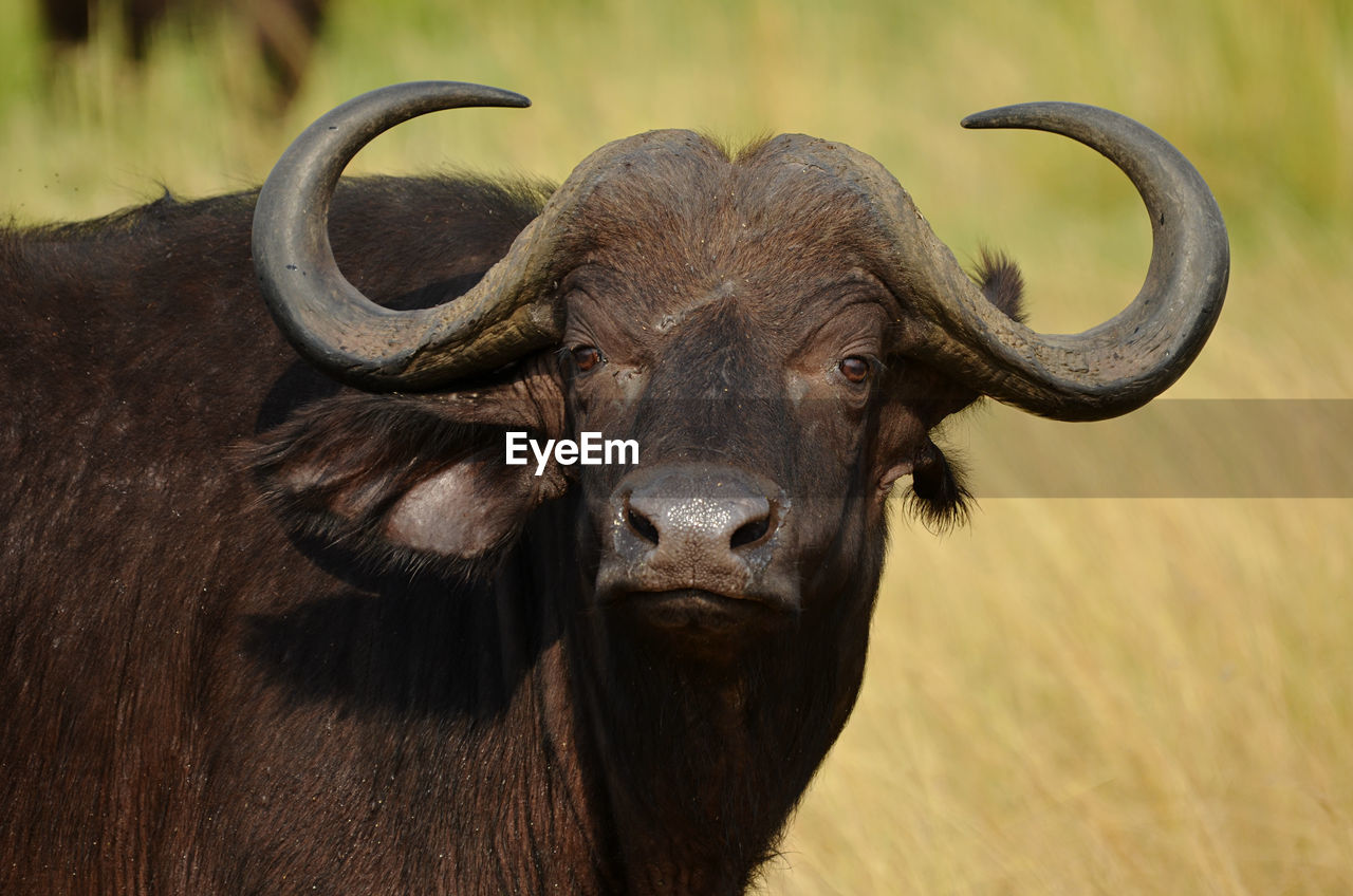 close-up of buffalo