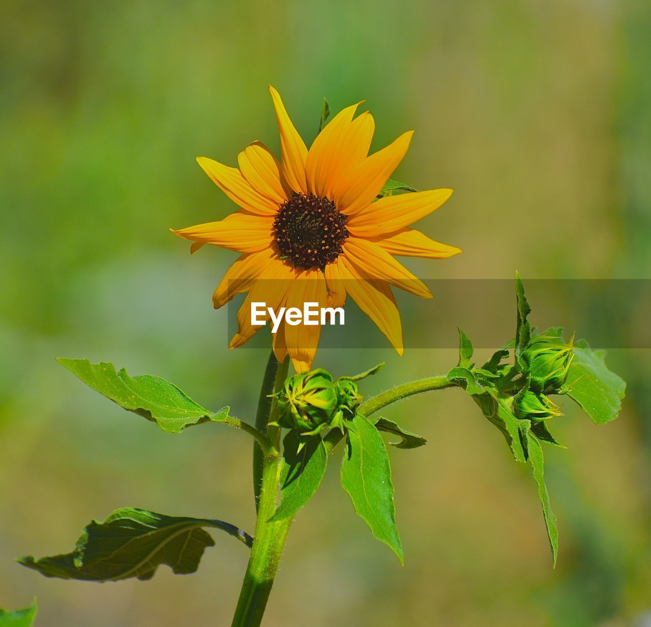 Close-up of yellow flowering plant