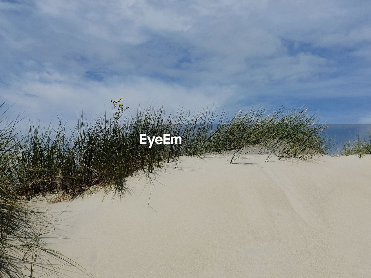 PLANT GROWING ON SAND DUNE