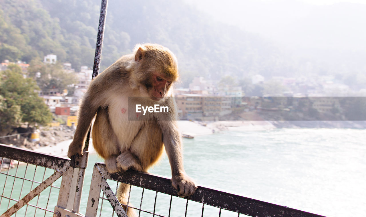 CLOSE-UP OF MONKEY ON CITY AGAINST SKY IN BACKGROUND