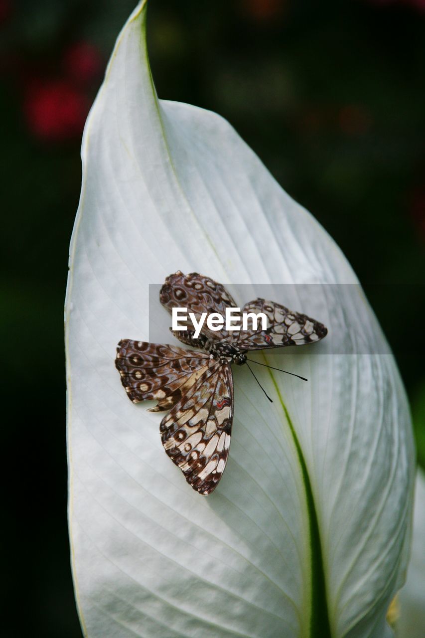 Close-up of insect on flower