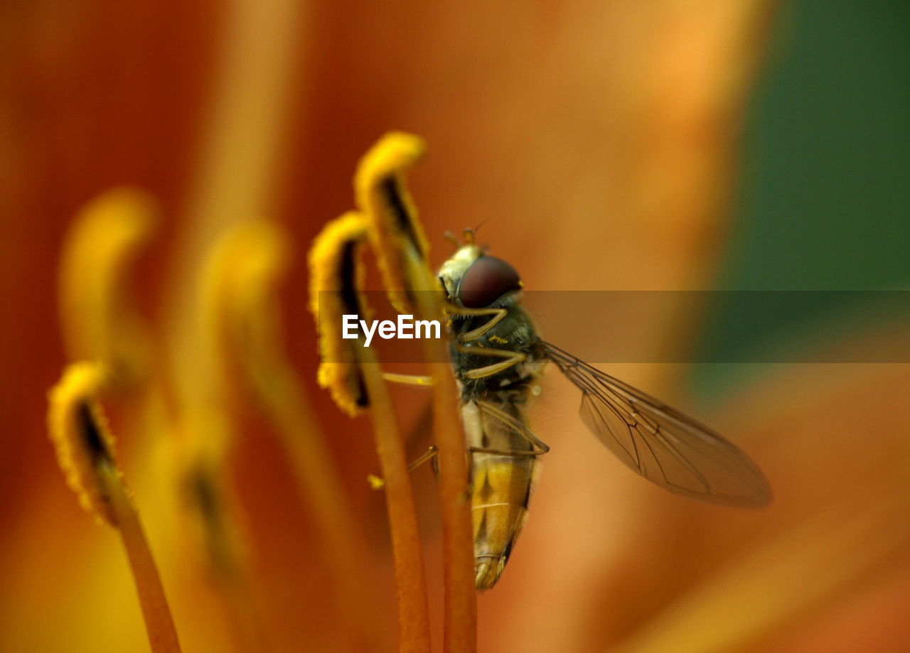 Close-up of bee on stamen