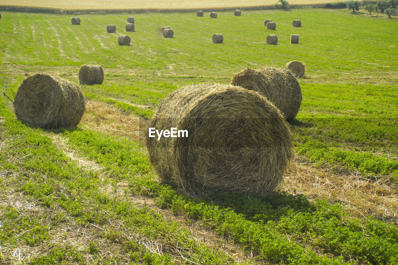 Hay bales on field