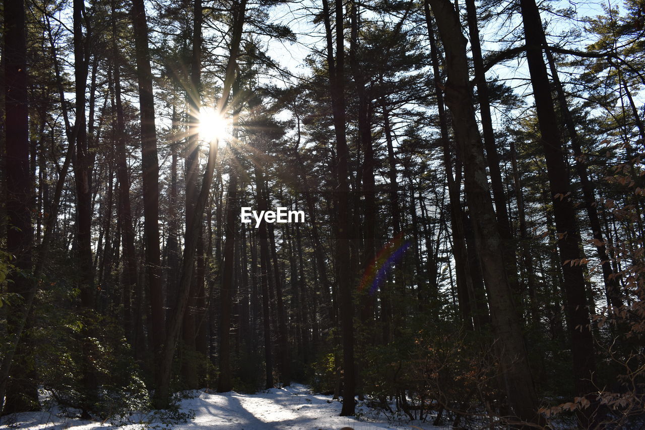 Trees in forest during winter