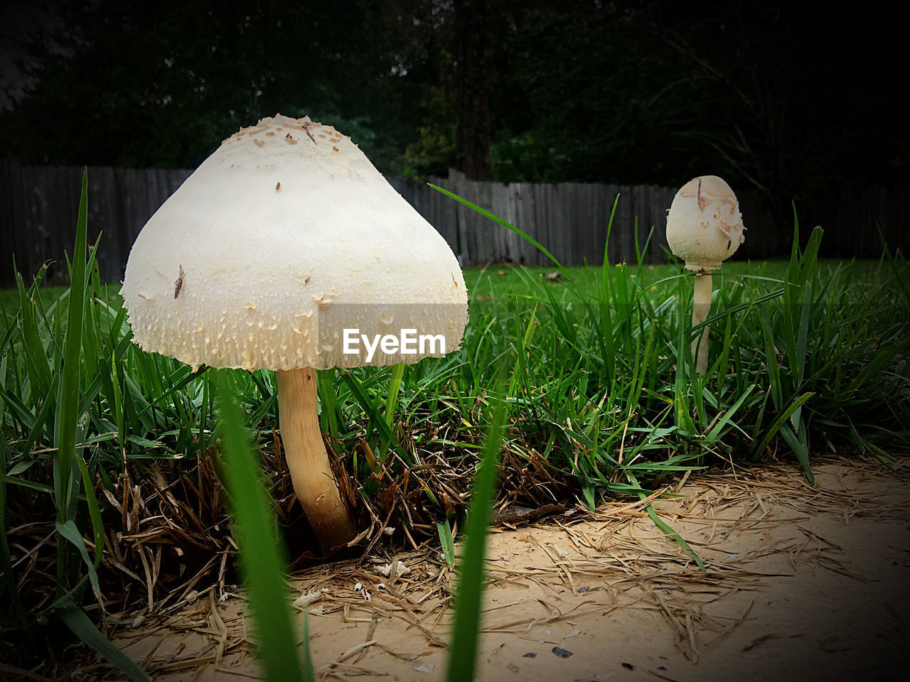 CLOSE-UP OF WHITE MUSHROOM GROWING ON FIELD