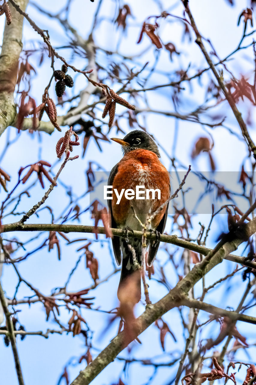 Low angle view of robin bird perching on tree