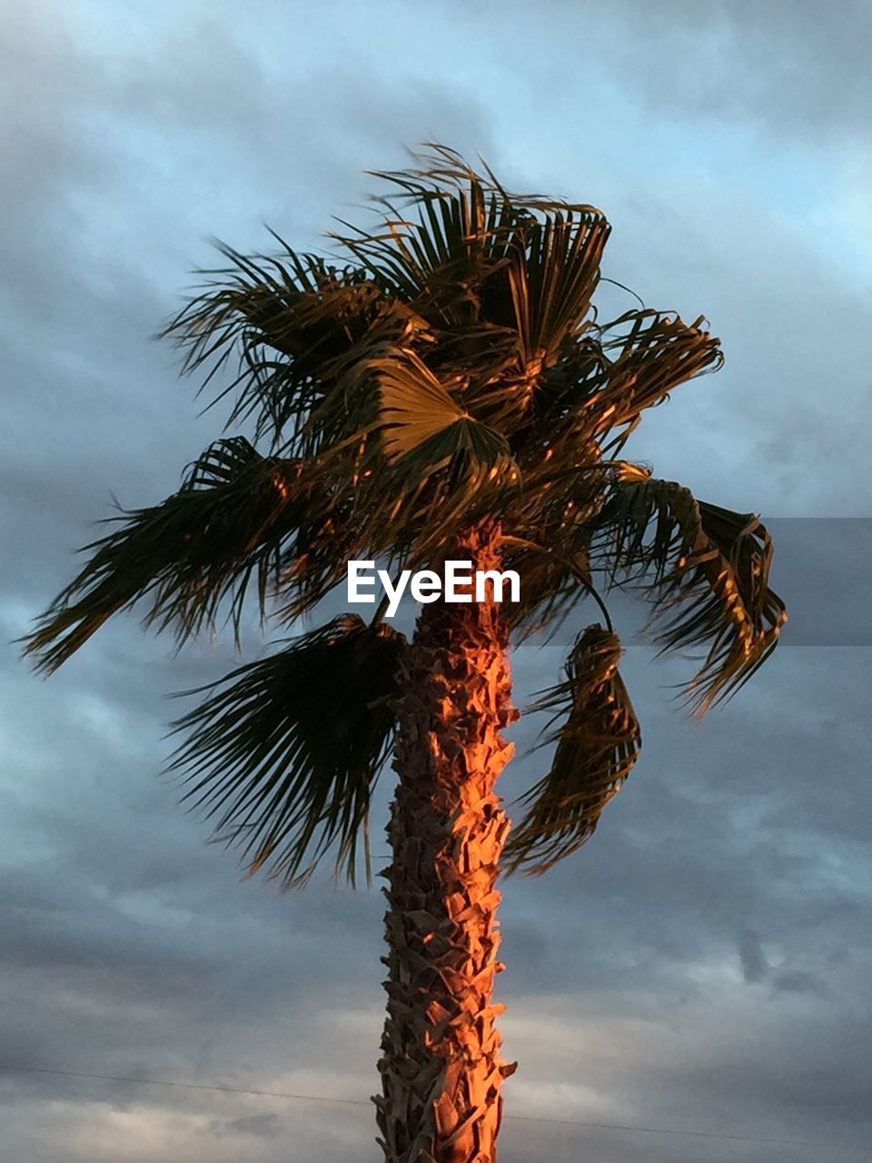 LOW ANGLE VIEW OF TREE AGAINST SKY