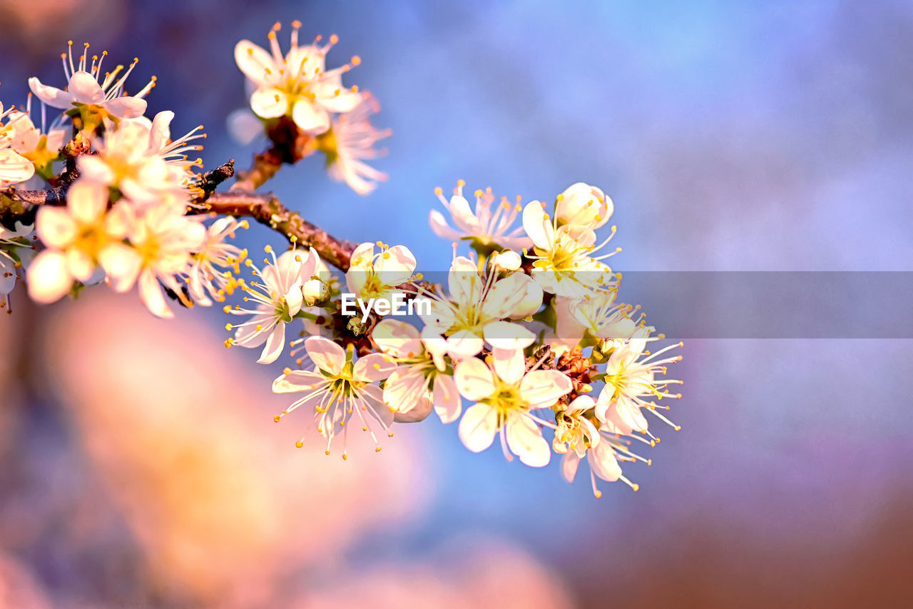 Close-up of yellow cherry blossom